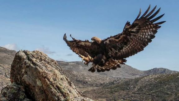 Águila real