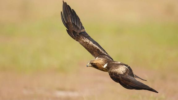 Águila calzada